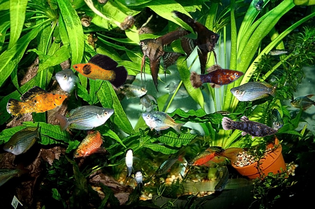 Thomas R. Reich PhD Tropical Fish Aquarium